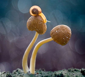 实时协作的网站攻击软件工具